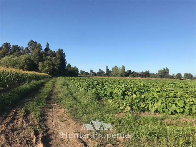Agrícola en venta en Talca - Imagen 6