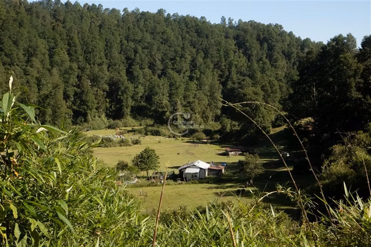 Agrícola en venta en Los Lagos