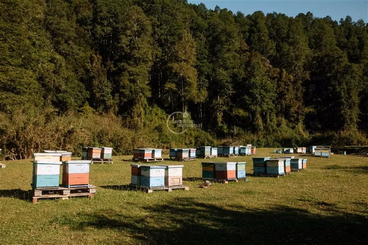 Agrícola en venta en Los Lagos
