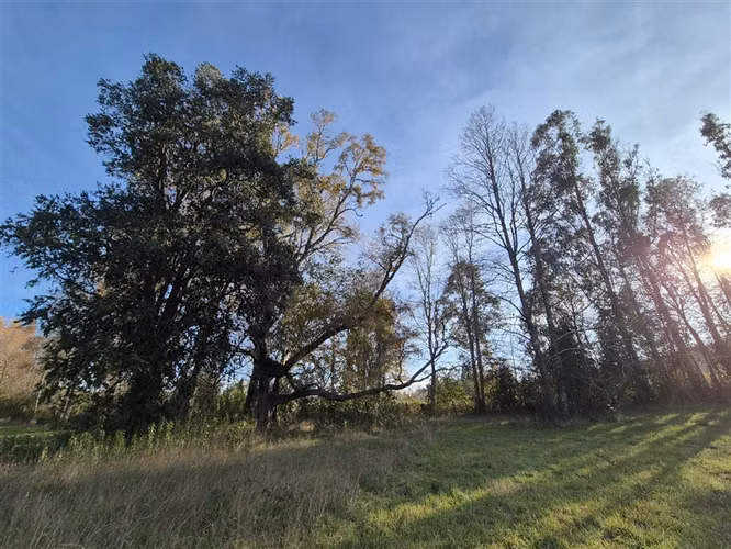 SITIO Opciones entre Villarrica, Loncoche y Gorbea