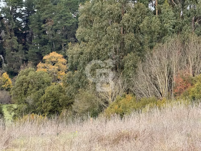 Parcelas 5.000 m² cerca de Osorno