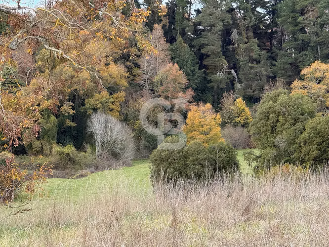 Parcelas 5.000 m² cerca de Osorno