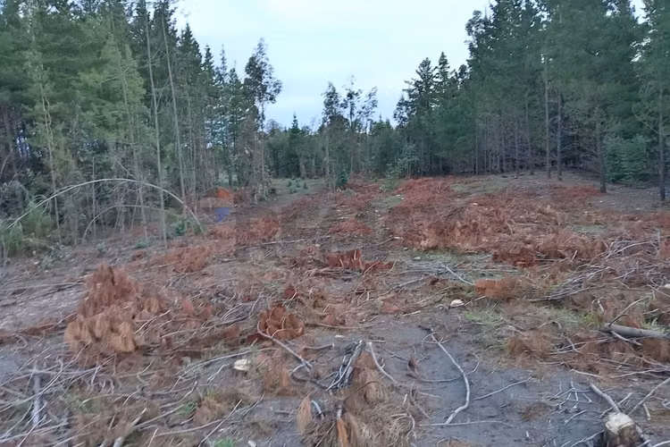 Terreno en yumbel 4900m² a tu alcance