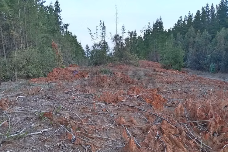 Terreno en yumbel 4900m² a tu alcance