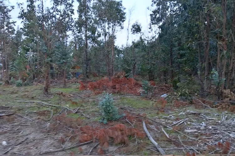 Terreno en yumbel 4900m² a tu alcance