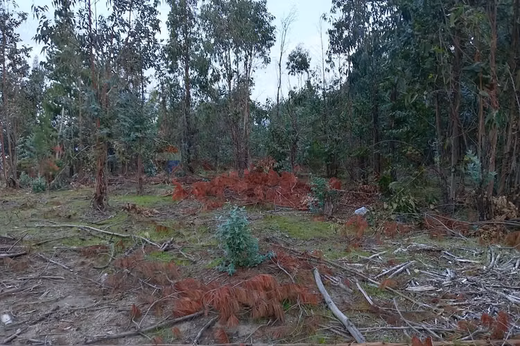 Terreno en yumbel 4900m² a tu alcance