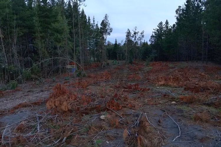 Terreno en yumbel 4900m² a tu alcance