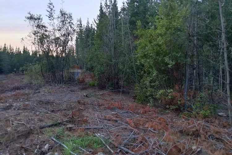 Terreno en yumbel 4900m² a tu alcance