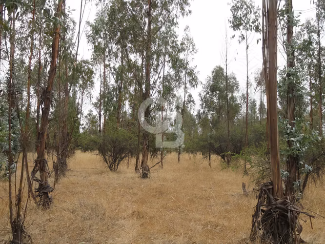 Parcela en Refugio Natural Foresta Zapallar, Oportunidad