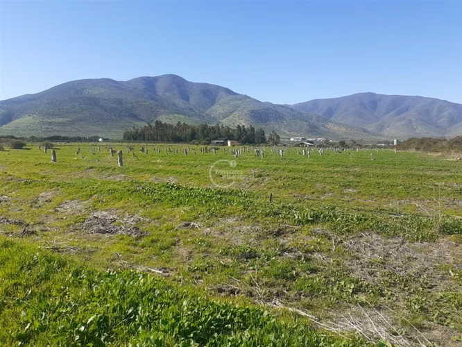 Agrícola en Longotoma con invernaderos y cultivo de Pistacho