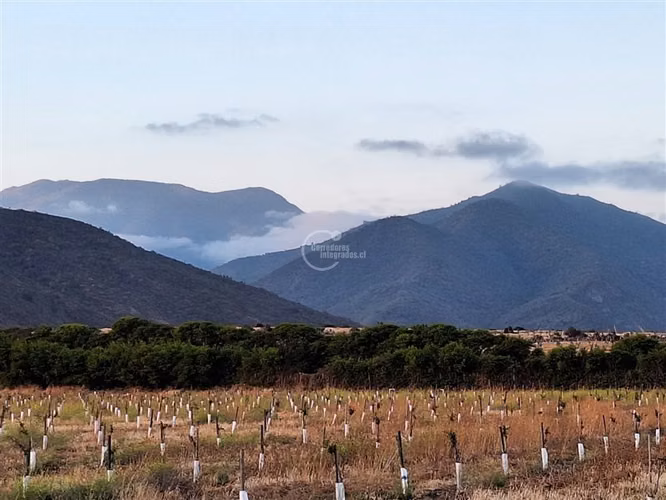 Agrícola en Longotoma con invernaderos y cultivo de Pistacho