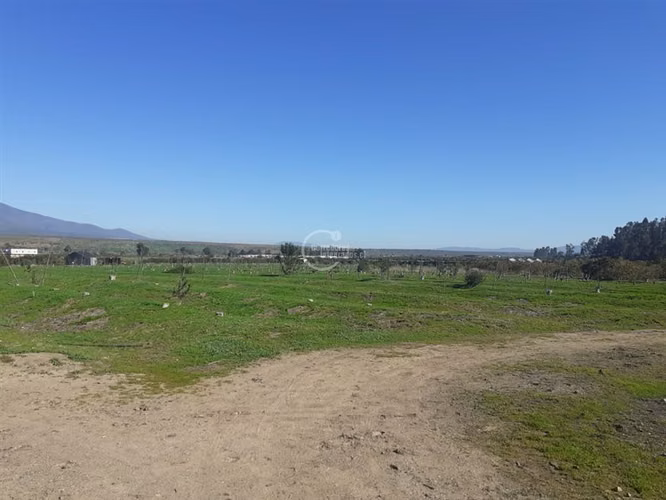 Agrícola en Longotoma con invernaderos y cultivo de Pistacho