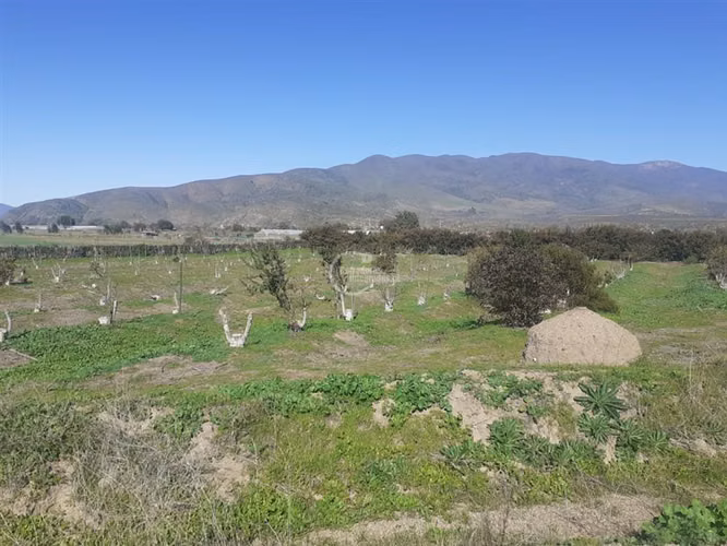 Agrícola en Longotoma con invernaderos y cultivo de Pistacho