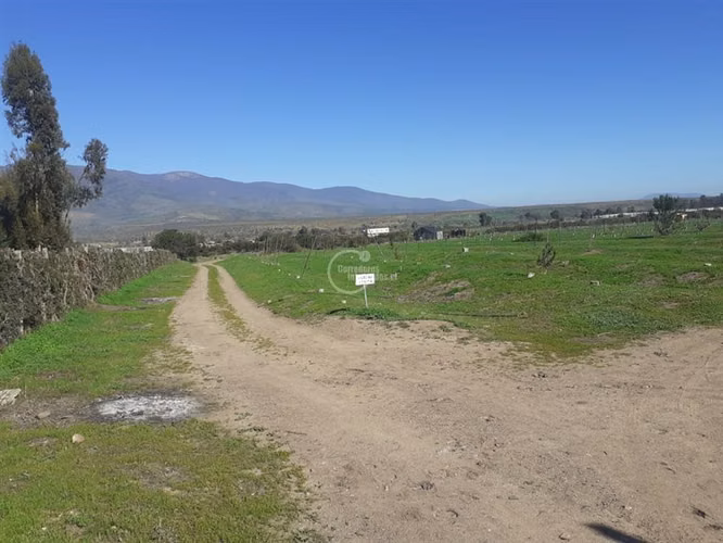 Agrícola en Longotoma con invernaderos y cultivo de Pistacho