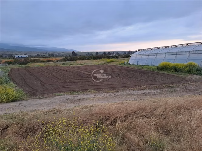 Agrícola en Longotoma con invernaderos y cultivo de Pistacho
