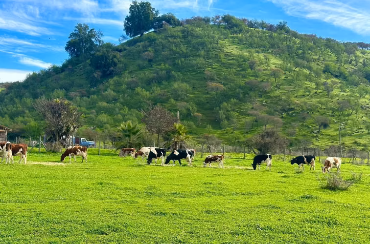 PARCELAS A 1 HORA DE CURICÓ Y A MINUTOS DE ATRACTIVOS EN EL MAULE ACCESO A ESTERO