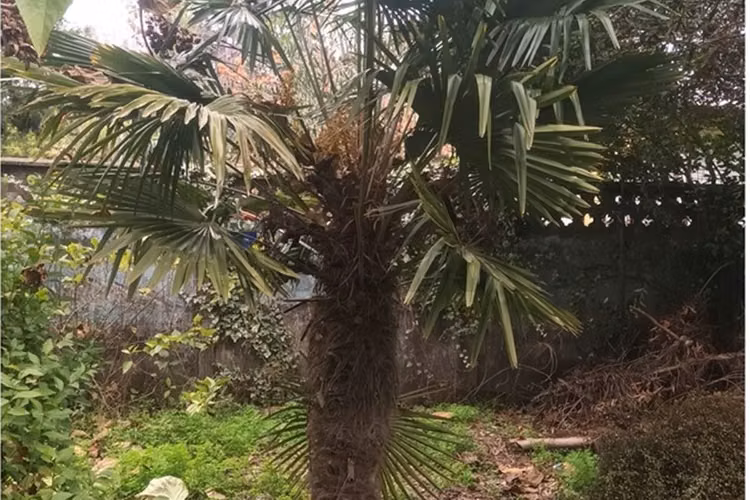 "oportunidad única: terreno en chiguayante 2209m²"