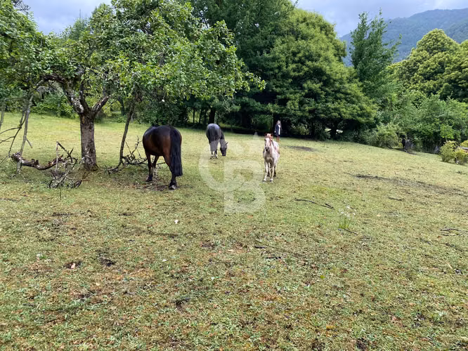 Maravilloso Campo