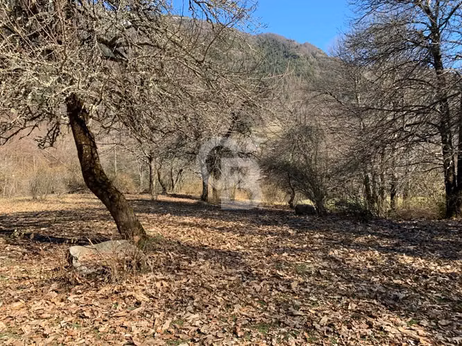 Maravilloso Campo