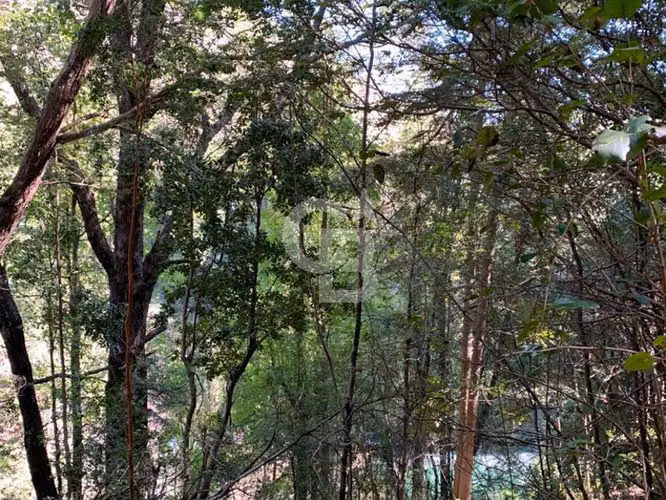 Maravilloso Campo
