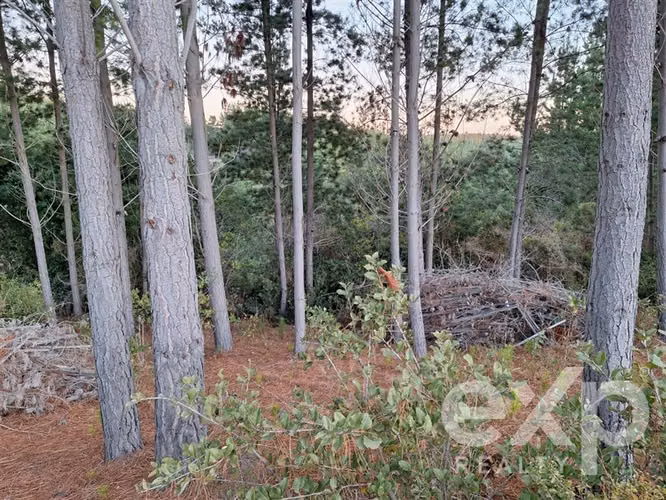 Vende Agrícola L136 en Pichilemu