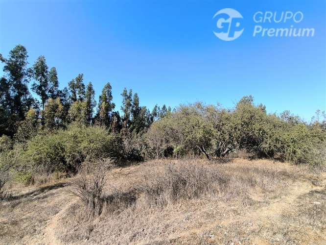 Parcela Agrícola con Derechos de Agua en Venta - Codigua. - Imagen 20