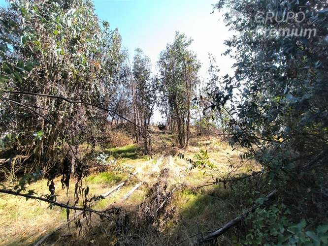 Parcela Agrícola con Derechos de Agua en Venta - Codigua. - Imagen 7