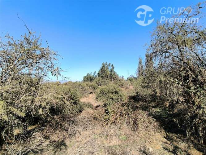 Parcela Agrícola con Derechos de Agua en Venta - Codigua. - Imagen 10