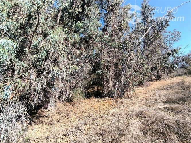 Parcela Agrícola con Derechos de Agua en Venta - Codigua. - Imagen 9