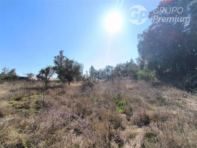 Parcela Agrícola con Derechos de Agua en Venta - Codigua. - Imagen 3