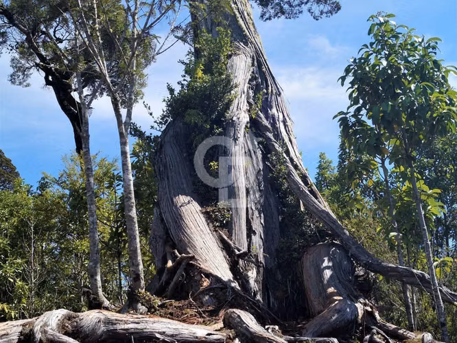 Hermoso campo con bosque y río en carretera Austral