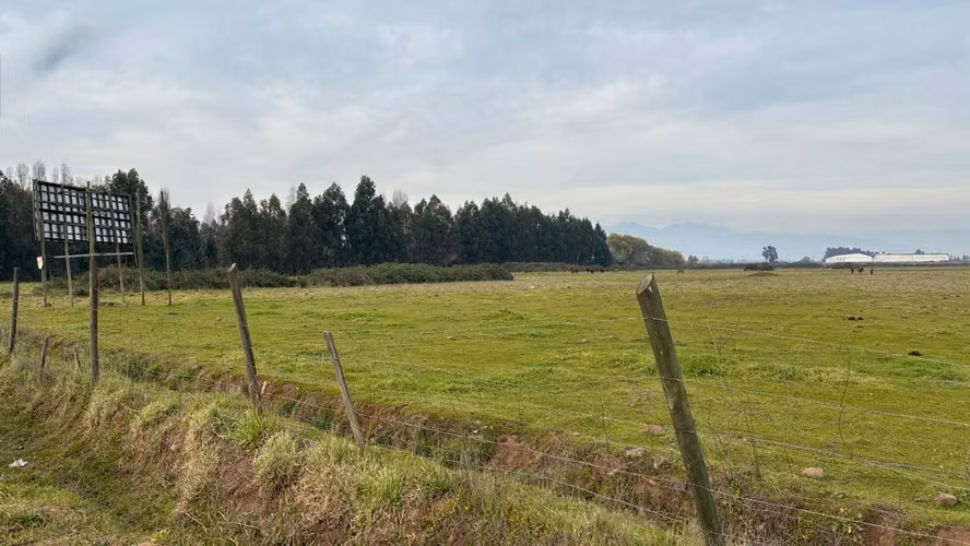 VENTA SITIO AGROINDUSTRIAL EN RUTA 5 TENO - Imagen 4
