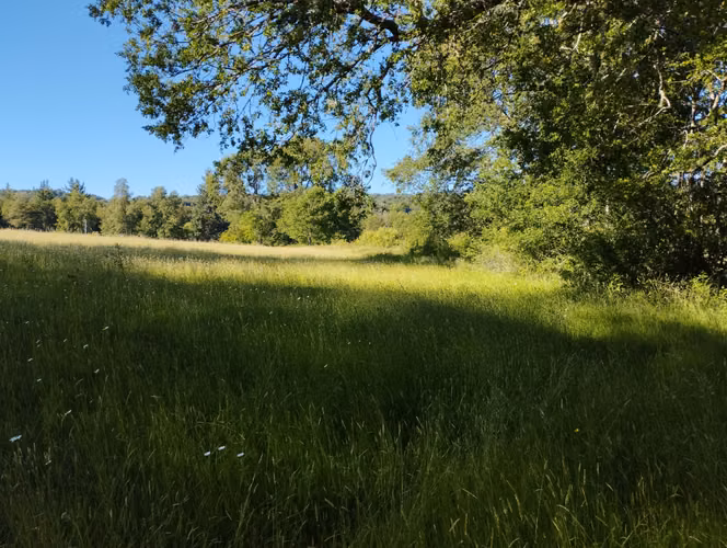 Dos hermosas parcelas con bosque nativo
