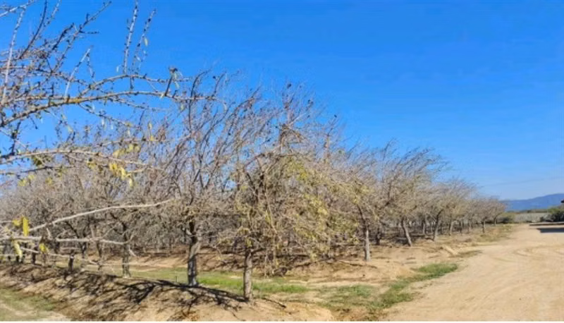 AGRICOLA Nilahue /Lolol/ Colchagua