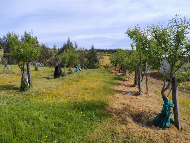 Vendo campo 5 hectareas Huerta de Maule