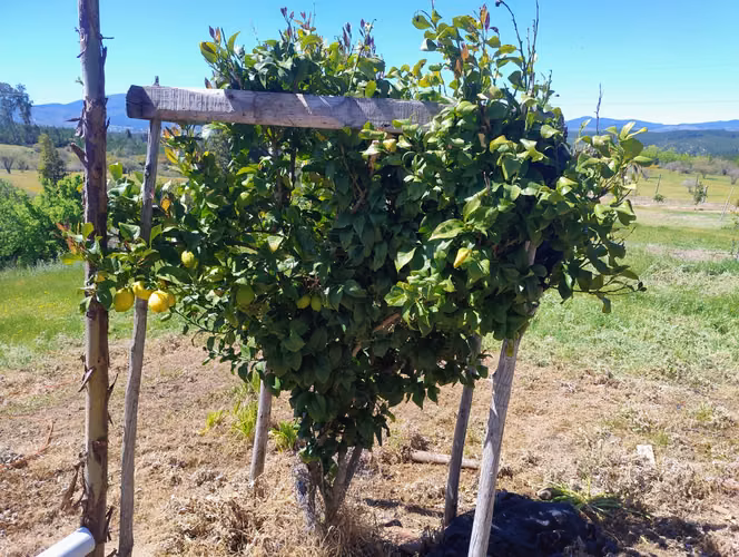 Vendo campo 5 hectareas Huerta de Maule - Imagen 5