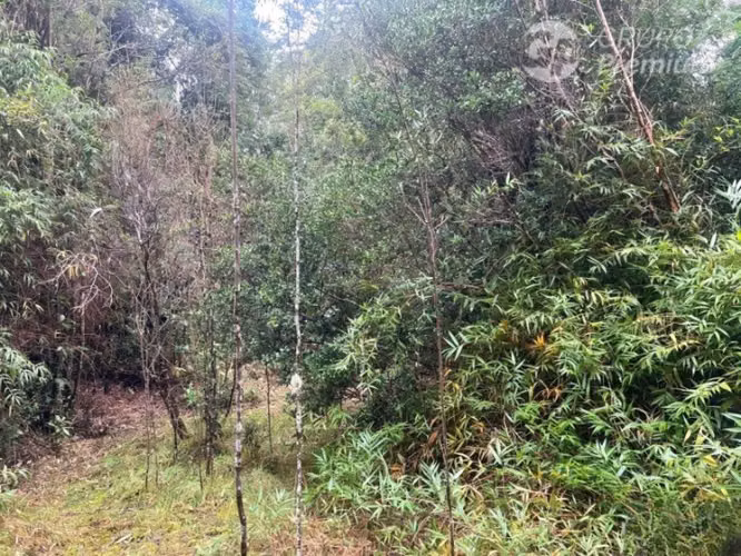 Gran Oportunidad Parcela Para tu Casa en Venta en Frutillar - Imagen 16