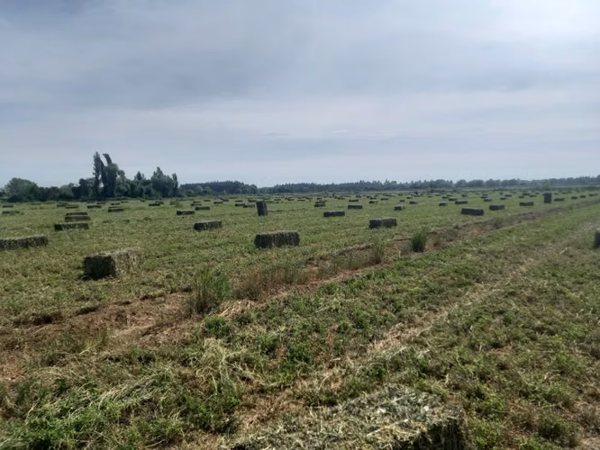 Terreno L-275, Yerbas Buenas, Maule