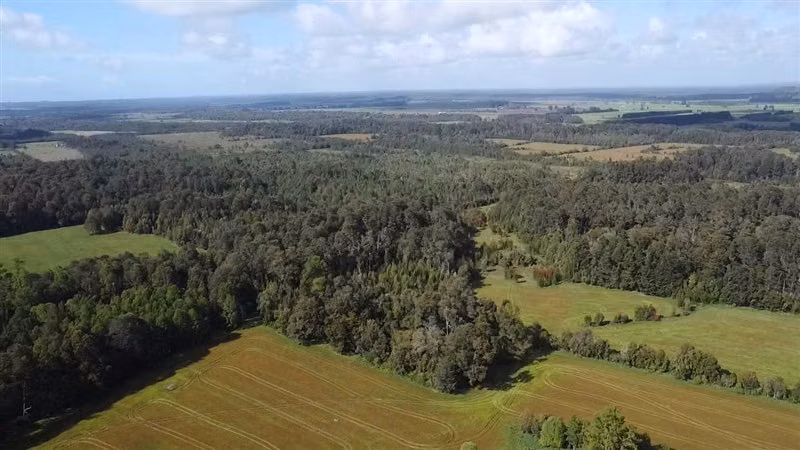 Agrícola en arriendo en Purranque