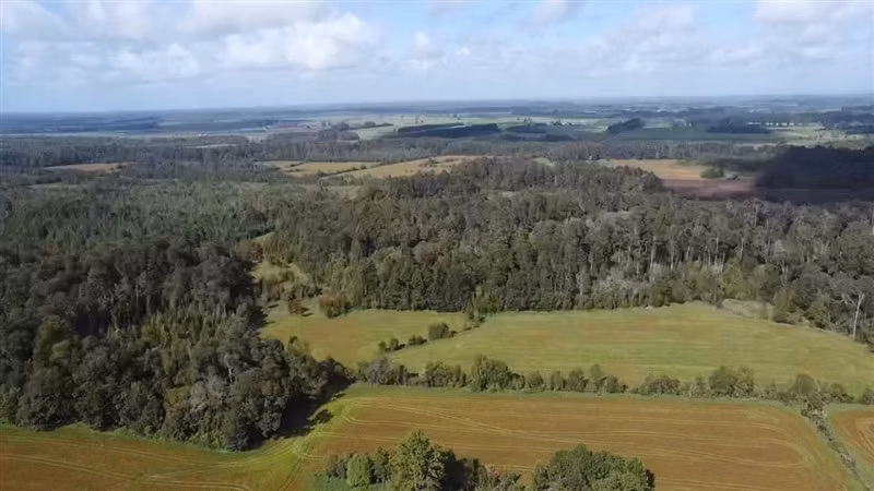 Agrícola en arriendo en Purranque