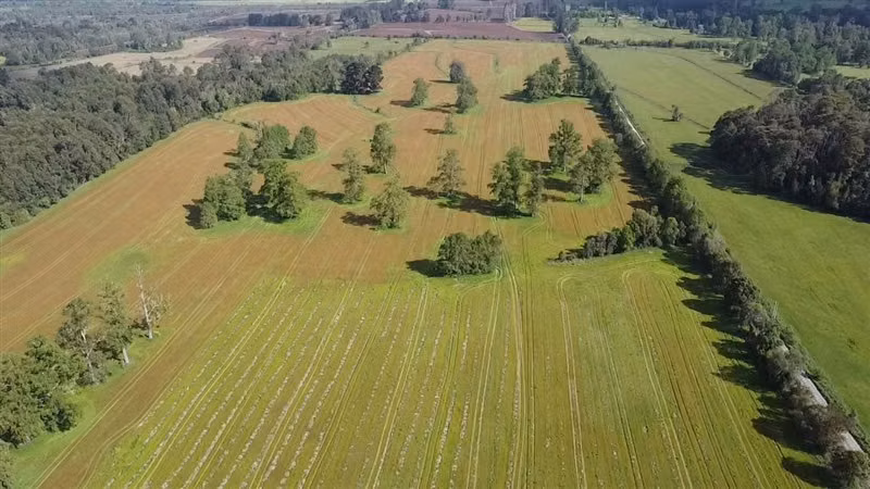 Agrícola en arriendo en Purranque