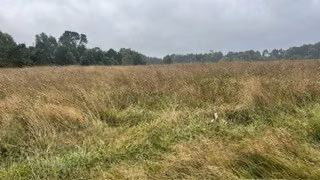 Agrícola en arriendo en Purranque