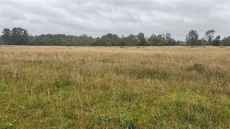 Agrícola en arriendo en Purranque