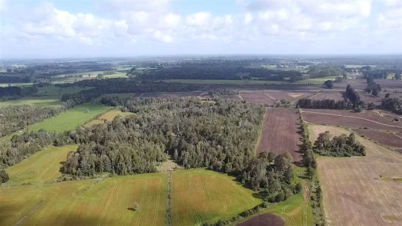Agrícola en arriendo en Purranque