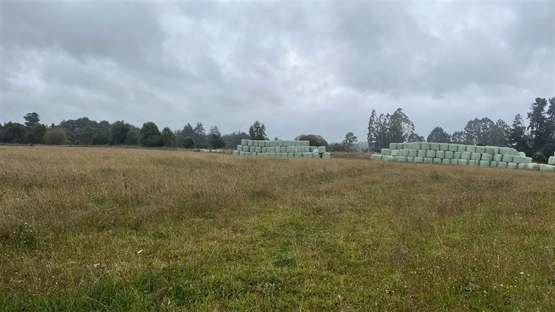 Agrícola en arriendo en Purranque
