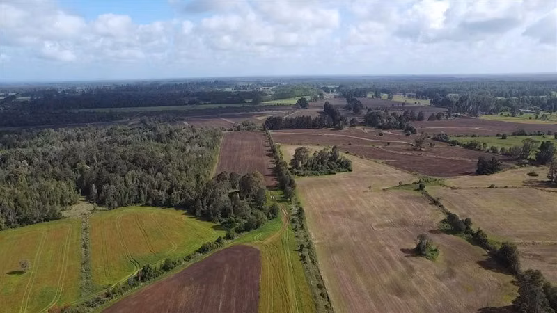 Agrícola en arriendo en Purranque