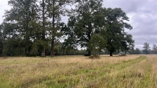 Agrícola en arriendo en Purranque