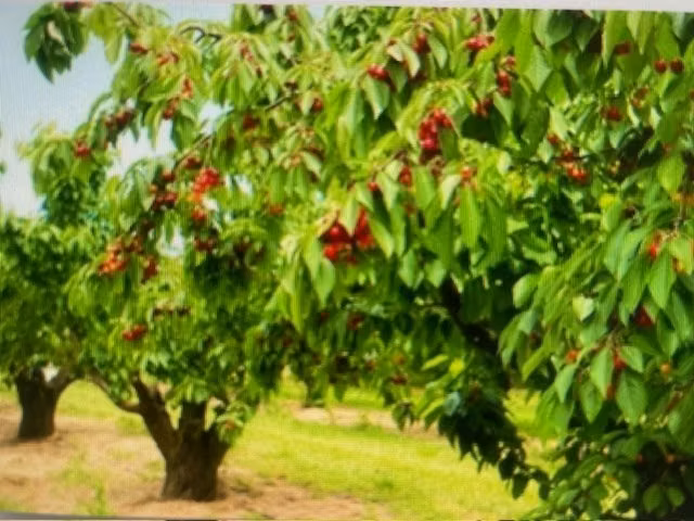 Agrícola en venta en Las Cabras