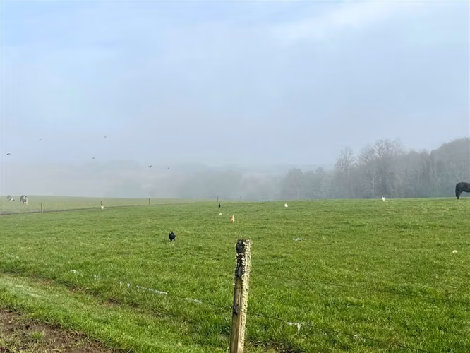 Agrícola en venta en Osorno - Imagen 3