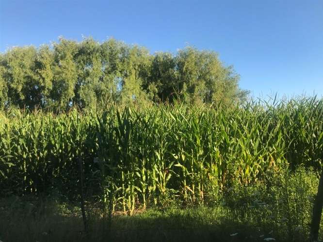 Agrícola en venta en Longaví - Imagen 4